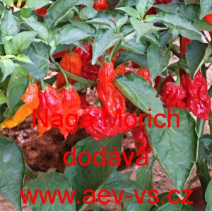 Paprika pálivá čilí Naga Morich