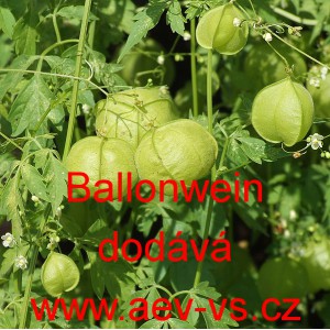 Srdcovnice nadmutá Ballonwein