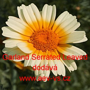 Kopretina chryzantéma věncová salátová Garland Serrated Leaved