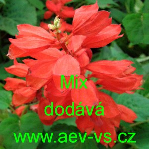 Šalvěj zářivá Salvia splendens Mix