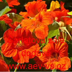 Lichořeřišnice větší, kapucínka Šarlatová záře